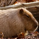 Capybara