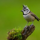 crested tit