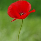 Poppy