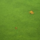 Pond with leaves