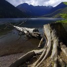 Tree beside Wuxuhai Lake
