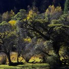 Virgin forest