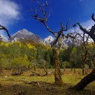 Virgin forest