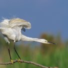 Egretta garzetta