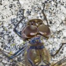 Ojos de panal de abeja