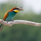 Merops apiaster