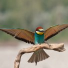 Merops apiaster