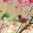 Robin in maple