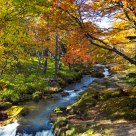 Autumn Color in Japan