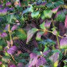 Web