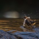 Cinclus cinclus