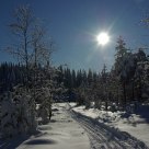 Winter wonderland