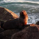 seal in sunrise