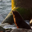 seal in sunrise