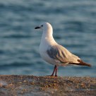 seabird in sunrise