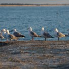seabirds in sunrise