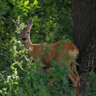 Roe Deer
