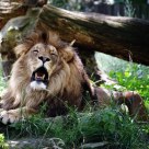 The king of the forest