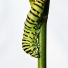 Papillio machaon