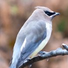 Cedar Waxwing