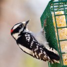 Hairy Woodpecker
