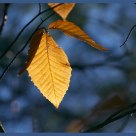 Leaf