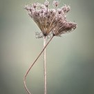Entwined