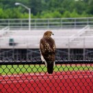 Red tailed hawk