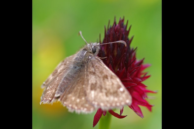 Point-de-Hongrie - Erynnis tages