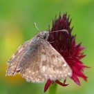 Point-de-Hongrie - Erynnis tages