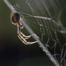 Epeire diadème - Araneus diadematus