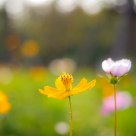 Early winter flowers