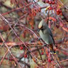 Bohemian Waxwing