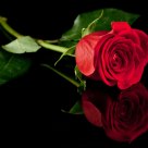 Rosae