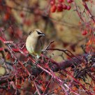 Cedar Waxwing