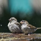 Sparrow