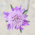 Pink Flower