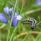 Caterpillar