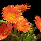 flores de mi jardin
