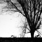 A tree in winter
