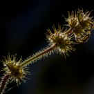 Straw in backlight