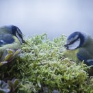 Care of each other (Blue tit)
