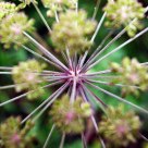 Alien plant