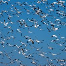 Winging