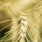 Golden Wheat