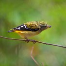 斑啄果鳥（spotted pardalote）