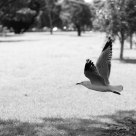 Seagull or soilgull?