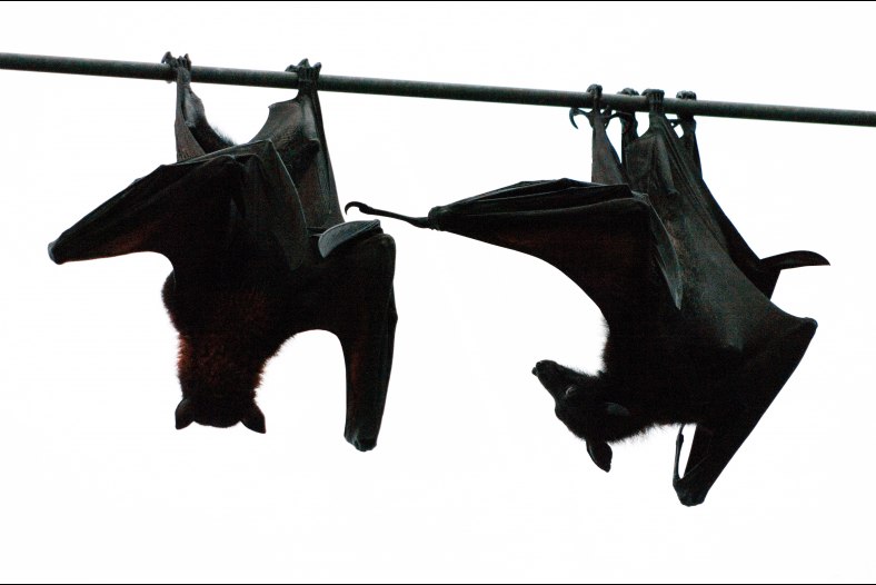 Flying foxes quarrelling over their roost III