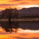 Sunset at The Bosque del Apache Wildlife Reserve
