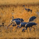 Sandhill Cranes